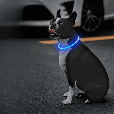 Collier Chien - DogCollarLight™ - Bleu - Bulle de Chien
