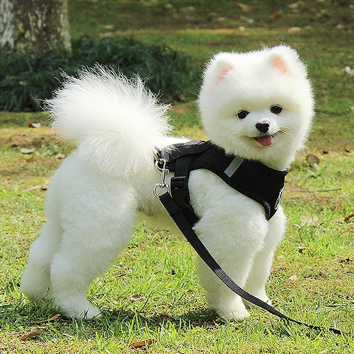 Harnais Petit Chien - DogHarnessLeadLeash™ - Noir - Bulle de Chien