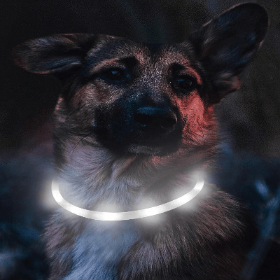 Collier Chien - DogCollarLight™ - Blanc - Bulle de Chien