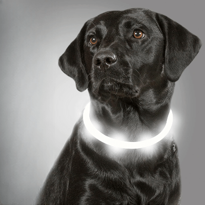 Collier Chien - DogCollarLight™ - Blanc - Bulle de Chien