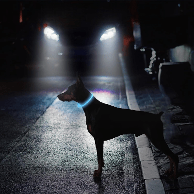 Collier Chien - DogCollarLight™ - Bleu - Bulle de Chien