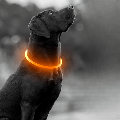 Collier Chien - DogCollarLight™ - Jaune - Bulle de Chien