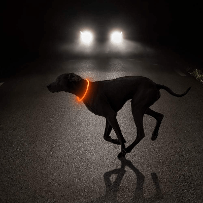 Collier Chien - DogCollarLight™ - Jaune - Bulle de Chien