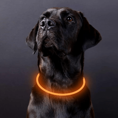 Collier Chien - DogCollarLight™ - Jaune - Bulle de Chien