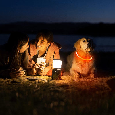 Collier Chien - DogCollarLight™ - Jaune - Bulle de Chien