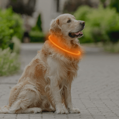 Collier Chien - DogCollarLight™ - Orange - Bulle de Chien