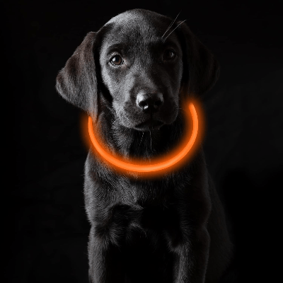Collier Chien - DogCollarLight™ - Orange - Bulle de Chien
