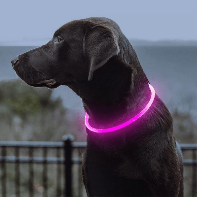 Collier Chien - DogCollarLight™ - Rose - Bulle de Chien