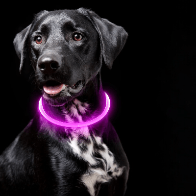 Collier Chien - DogCollarLight™ - Rose - Bulle de Chien