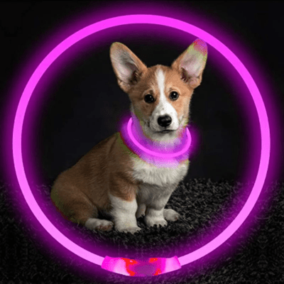 Collier Chien - DogCollarLight™ - Rose - Bulle de Chien