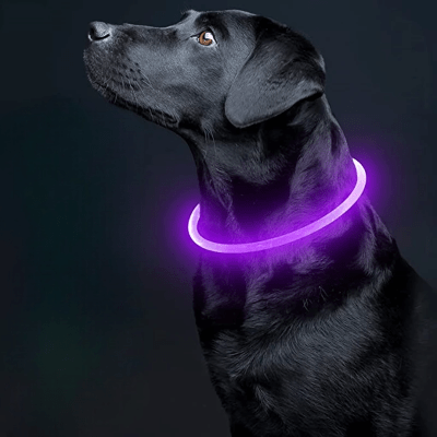 Collier Chien - DogCollarLight™ - Rose - Bulle de Chien