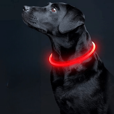 Collier Chien - DogCollarLight™ - Rouge - Bulle de Chien