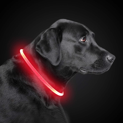 Collier Chien - DogCollarLight™ - Rouge - Bulle de Chien