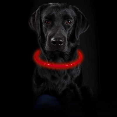 Collier Chien - DogCollarLight™ - Rouge - Bulle de Chien