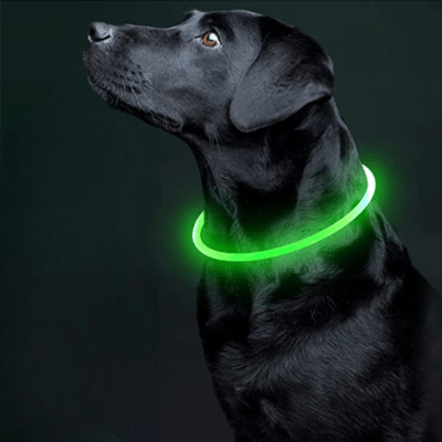 Collier Chien - DogCollarLight™ - Vert - Bulle de Chien