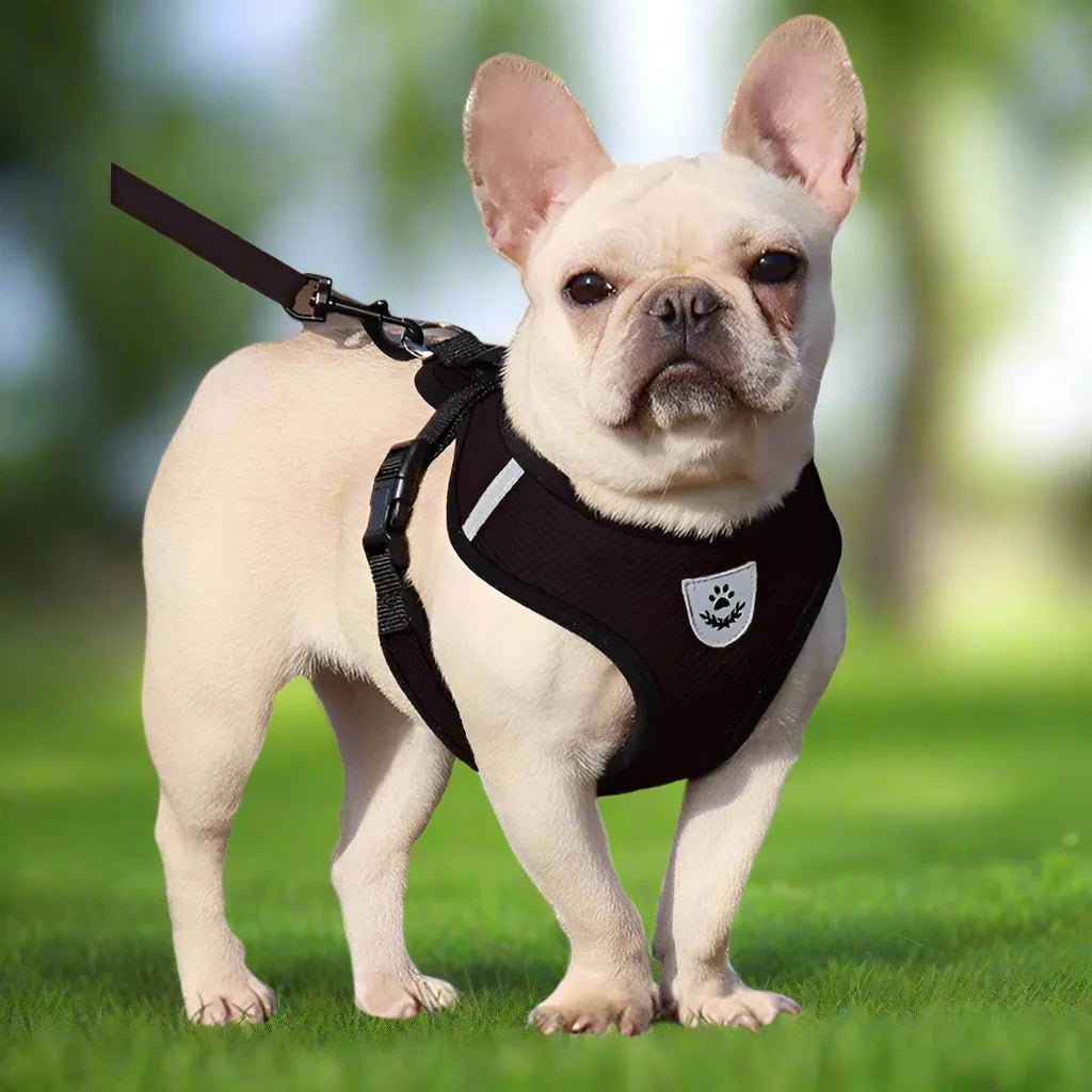 Harnais Petit Chien - DogHarnessLeadLeash™ - Noir - Bulle de Chien