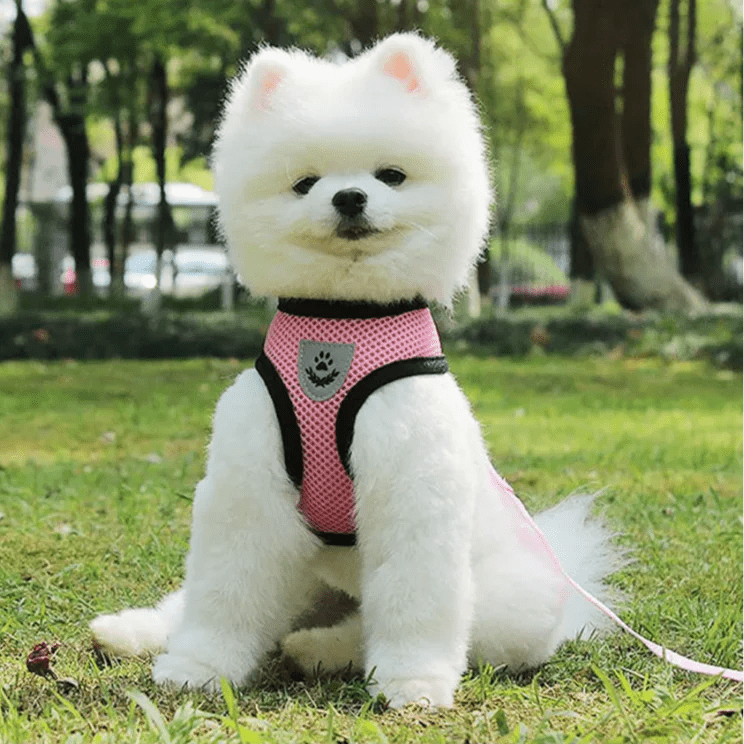 Harnais Petit Chien - DogHarnessLeadLeash™ - Rose - Bulle de Chien