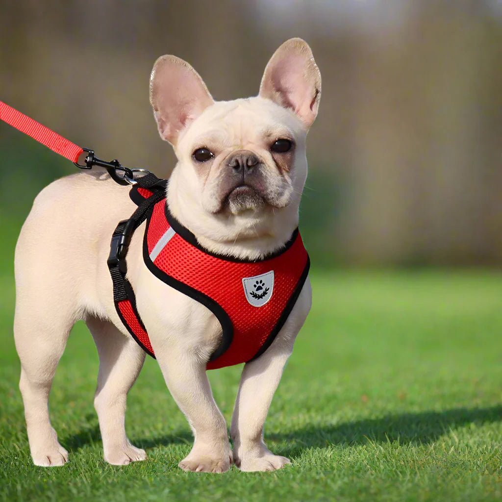 Harnais Petit Chien - DogHarnessLeadLeash™ - Rouge - Bulle de Chien