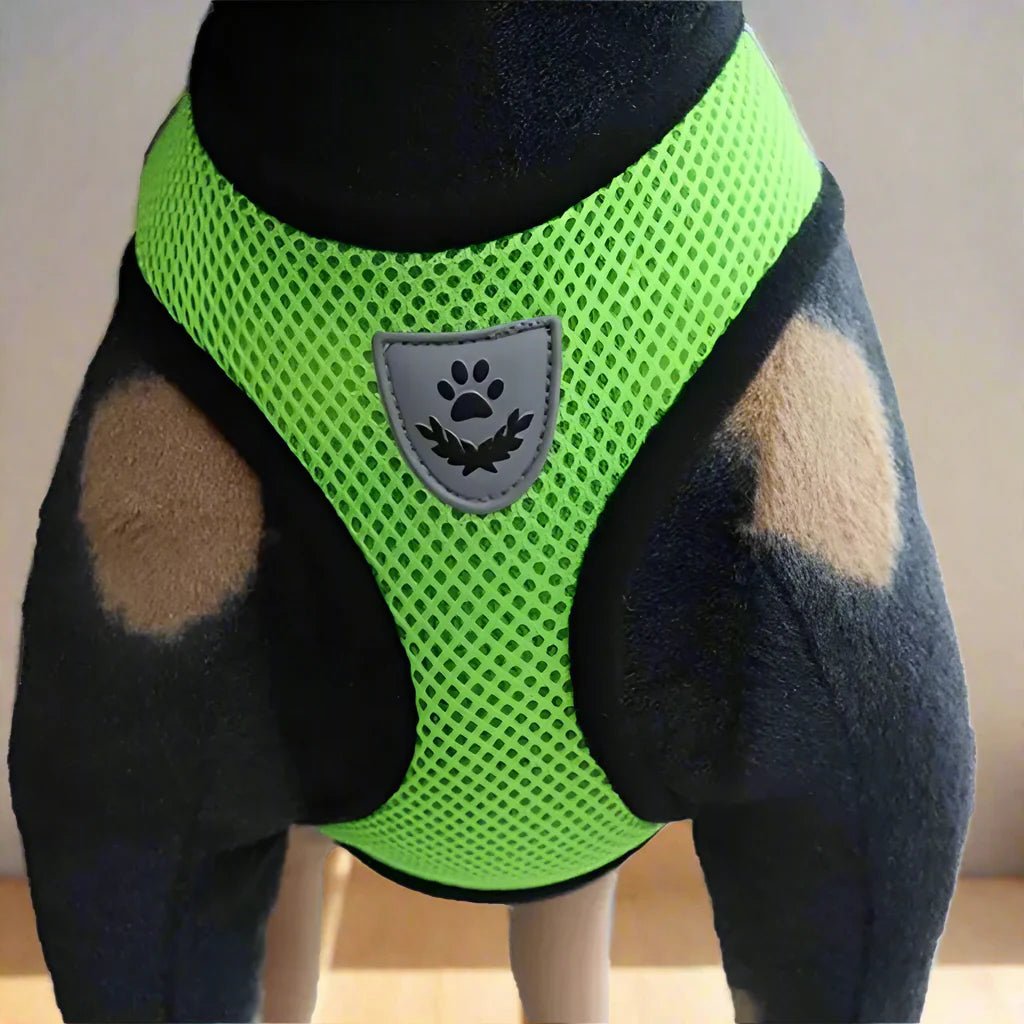 Harnais Petit Chien - DogHarnessLeadLeash™ - Vert - Bulle de Chien