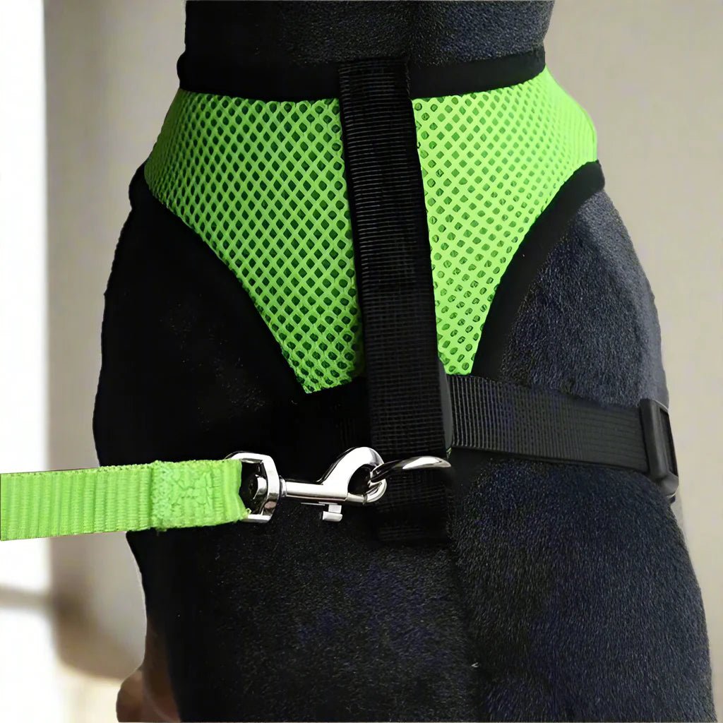 Harnais Petit Chien - DogHarnessLeadLeash™ - Vert - Bulle de Chien