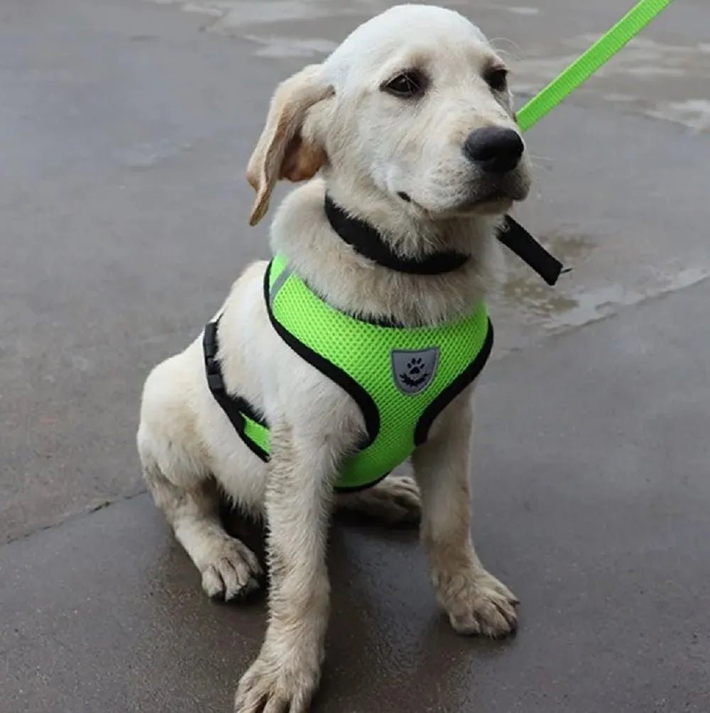 Harnais Petit Chien - DogHarnessLeadLeash™ - Vert - Bulle de Chien