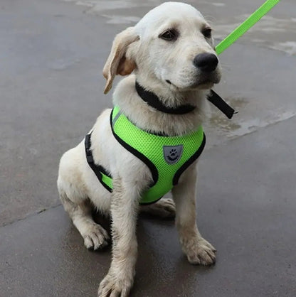 Harnais Petit Chien - DogHarnessLeadLeash™ - Vert - Bulle de Chien